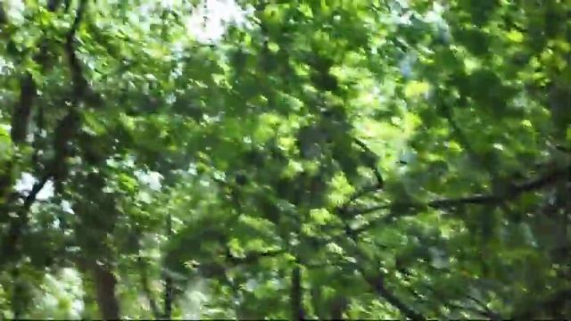Владимир Амада Листья на ветру смотреть онлайн