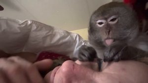 Majestic M￼acaque Monkey Grooming ASMR