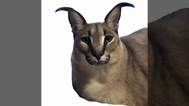 шлёпа смотреть онлайн