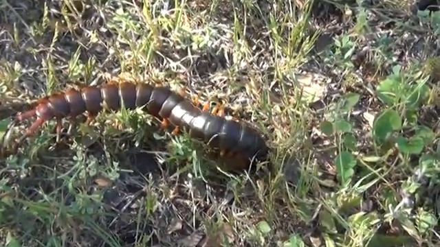 centipede, roach grab! смотреть онлайн