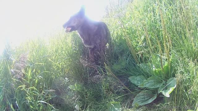 Угостил паштетом Тигра всю банку забрал I treated Tiger to some pate and he took the whole jar смотреть онлайн