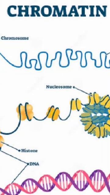 Structure of chromatin material#Nucleosomes#chromosomes#shorts feed#viral shorts#easy learning смотреть онлайн