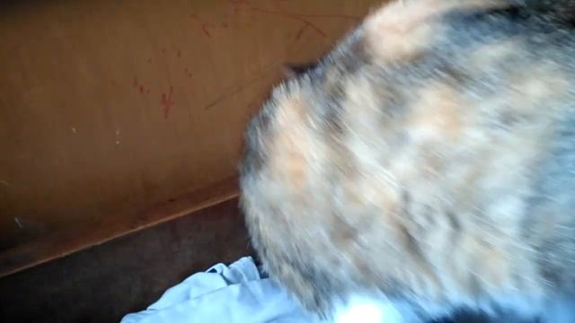 купили улитка. не родители разрешили их взять смотреть онлайн