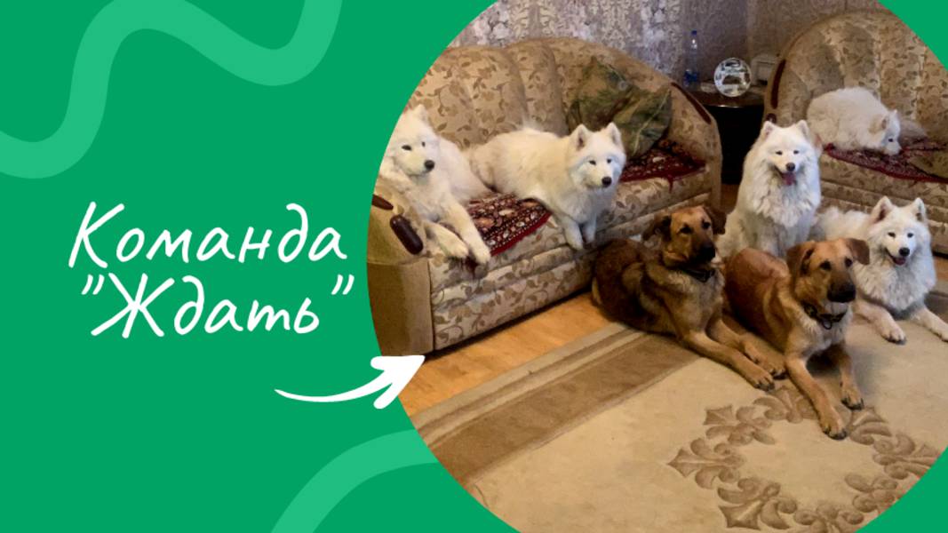 Команда "Ждать" смотреть онлайн