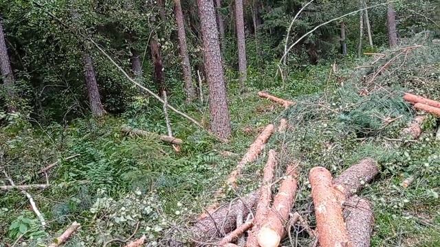 новая лесосека // необычное соседство // будни беларуских вальщиков смотреть онлайн