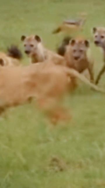 Lion wild animals attacked by a group of hyenas.@Animalsandtheirsounds. #viralvideo #youtubeshorts смотреть онлайн