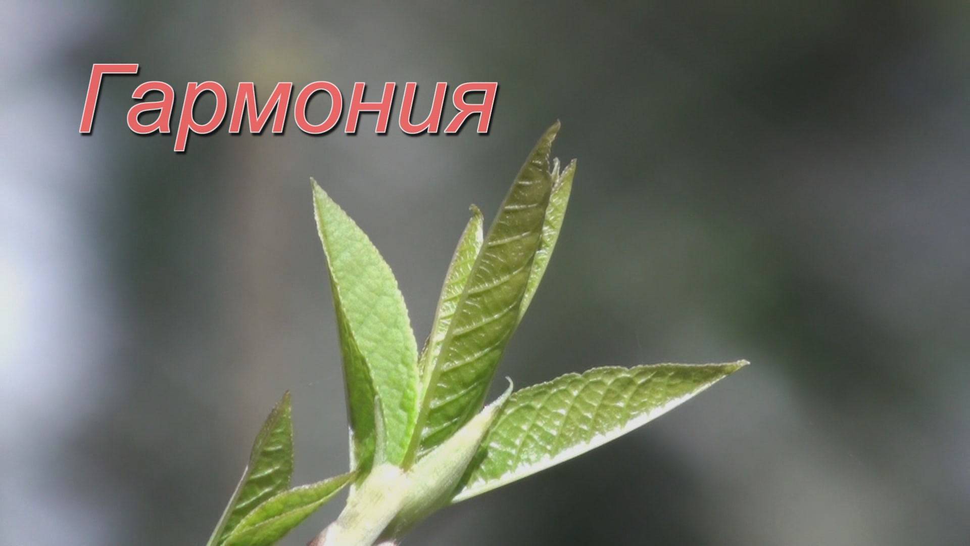 Гармония смотреть онлайн