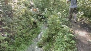 Пущино  Ока  Экологическая тропа