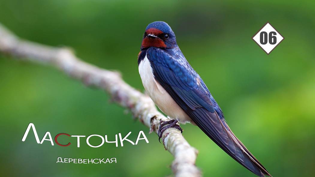 06_Ласточка деревенская