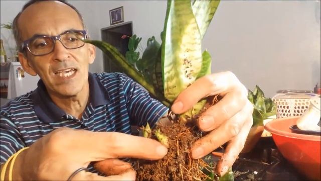 COMO PLANTAR MINI ESPADA DE SÃO JORGE (SANSEVIERIA).