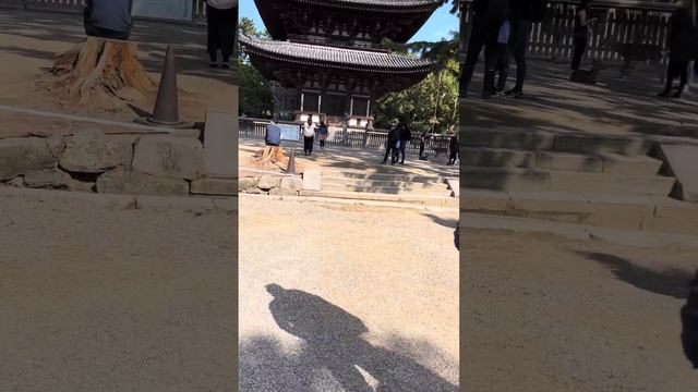 Олений парк в Наре. Япония смотреть онлайн