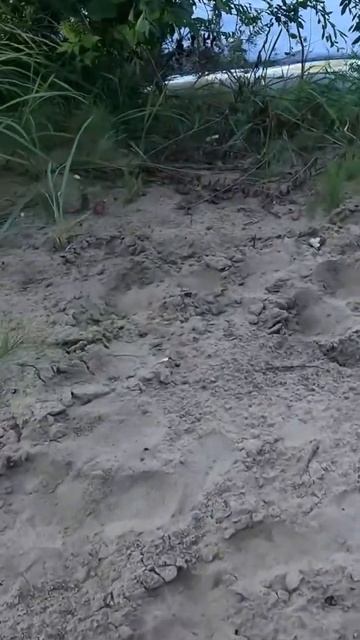 подружились с мышкой) смотреть онлайн