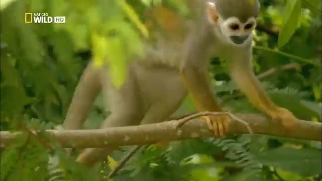 Дикая природа Амазонки смотреть онлайн