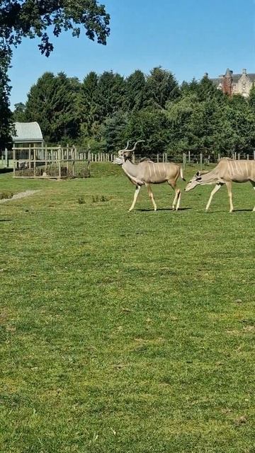 Eland Antelope #Shorts смотреть онлайн
