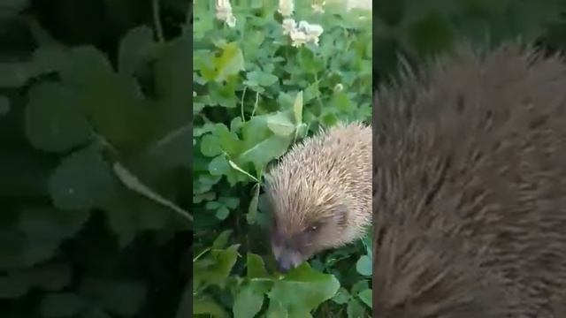 Братья наши меньшие смотреть онлайн