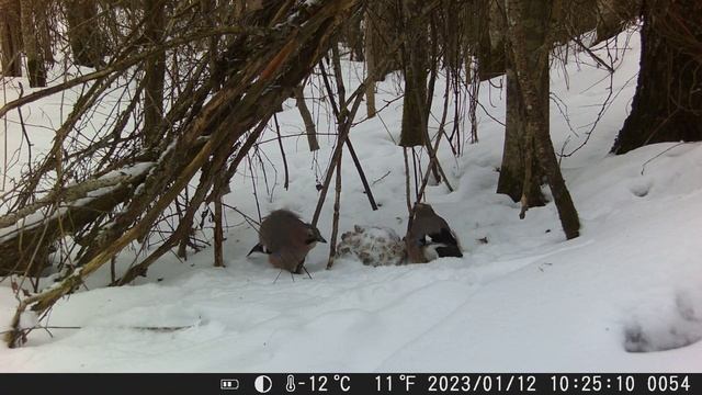 Песня сойки смотреть онлайн