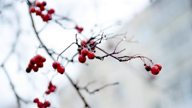 ВЕСЕННЯЯ СВИРИСТЕЛЬ смотреть онлайн