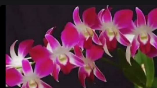 Реанимация дендробиумов разными способами Часть 4