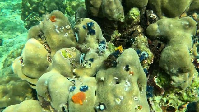 Удивительные жители кораллового рифа Ко Липе) Amazing inhabitants of the coral reef of Koh Lipe) смотреть онлайн