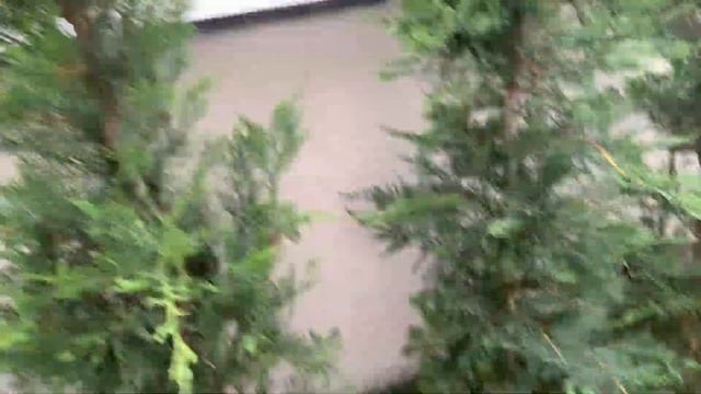 Agelena labyrinthica смотреть онлайн