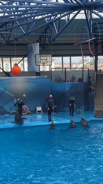 Сочи парк дельфинарий смотреть онлайн