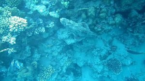 Рыба крокодил. Красное море. Шарм-эш-Шейх. Шаркс-Бей. 2024