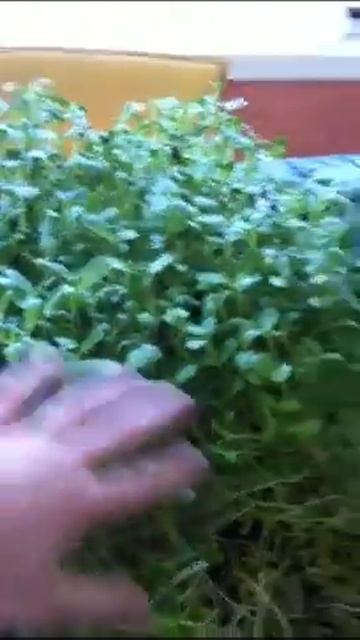 Sprouts смотреть онлайн