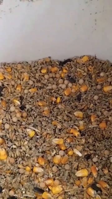 Куры несутся круглый год! смотреть онлайн