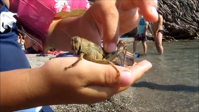 МОРСКОЙ ЦИКАД смотреть онлайн