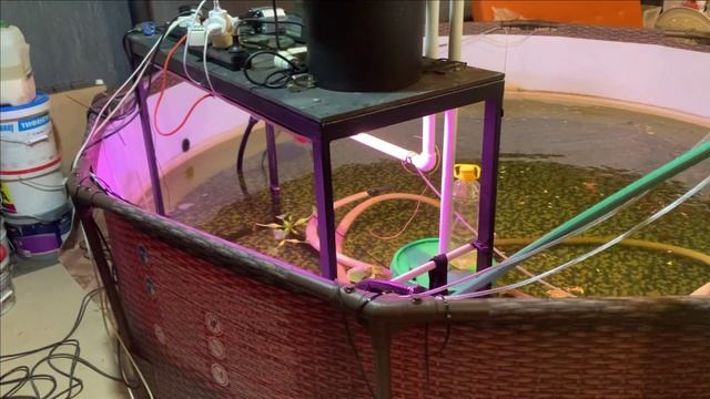 Пруд в гараже.Текущее.Головастик жив смотреть онлайн