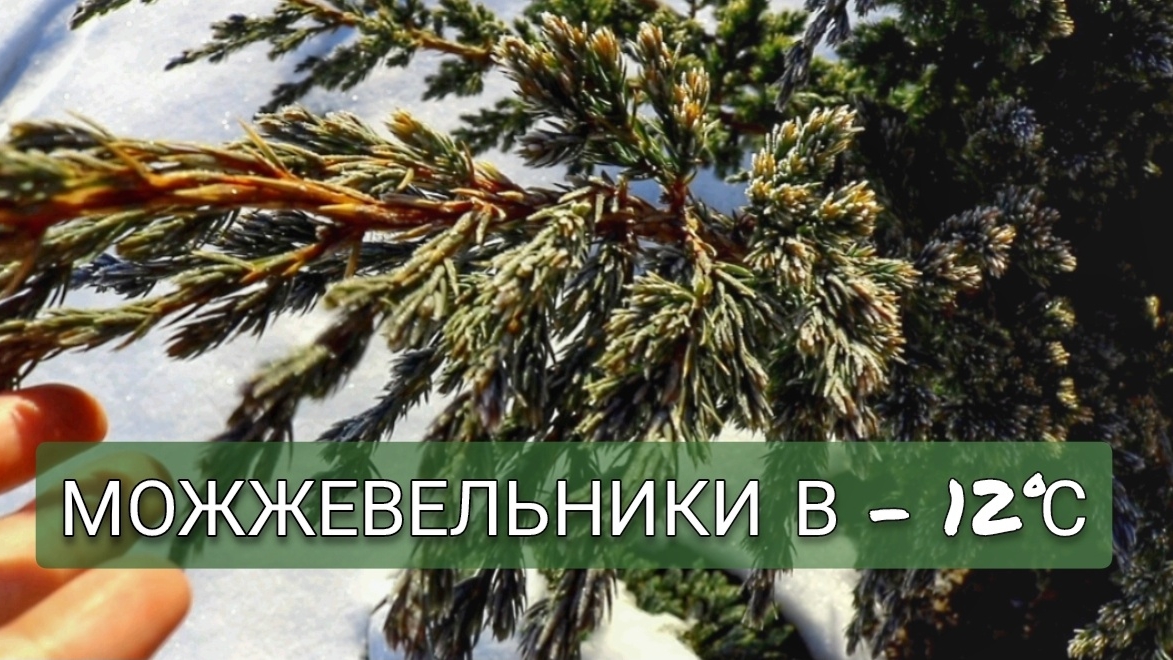 МОЖЖЕВЕЛЬНИКИ В - 12°С. 26.02.2025г. смотреть онлайн