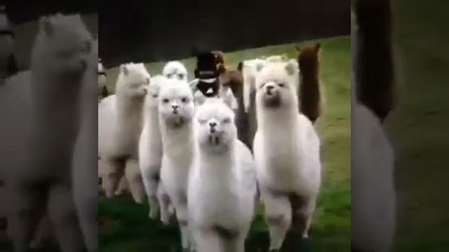 Гангстерские ламы смотреть онлайн
