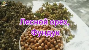 Фундук, польза и вред лесного ореха🌰