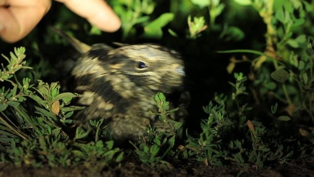 Погладь козодоя смотреть онлайн