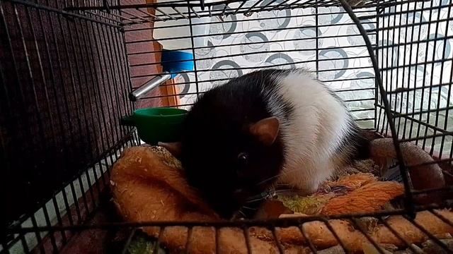 (The rat's umka) на русском 🇷🇺 фильме 1 СЕЗОН 13 СЕРИЯ крыса в клетке 🐀🐀🐀 2025 г. смотреть онлайн