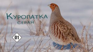 01_Куропатка серая