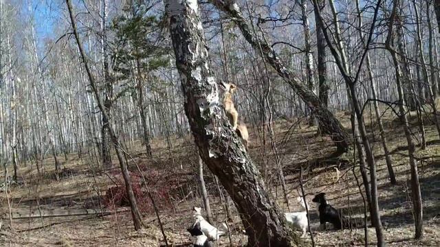 11.04.2019. Стая собак караулит сидящего на дереве бурундука. смотреть онлайн