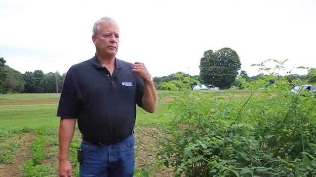 Domates,patates ve biberde (Pyhtophthora capsici) смотреть онлайн