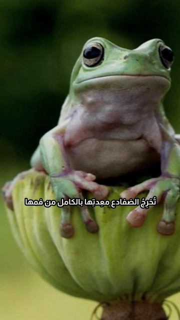 تقيؤ الضفادع 😳😳😳 #short смотреть онлайн