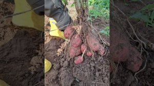 Картофель "Шарвари Пирошка ", "Лапоть розовый" сезон 2023.