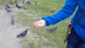 Шоу ГулиГули! Учим голубей есть с рук