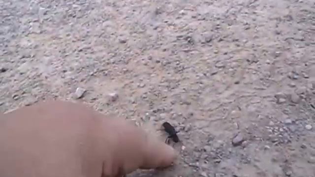 Devil's Coach-Horse Beetle смотреть онлайн