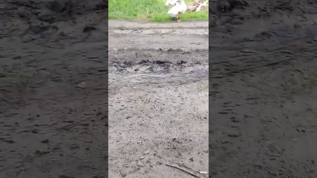 наша деревенская жизнь ❤️👉 все сезоны подряд смотреть онлайн бесплатно ❤️ смотреть онлайн