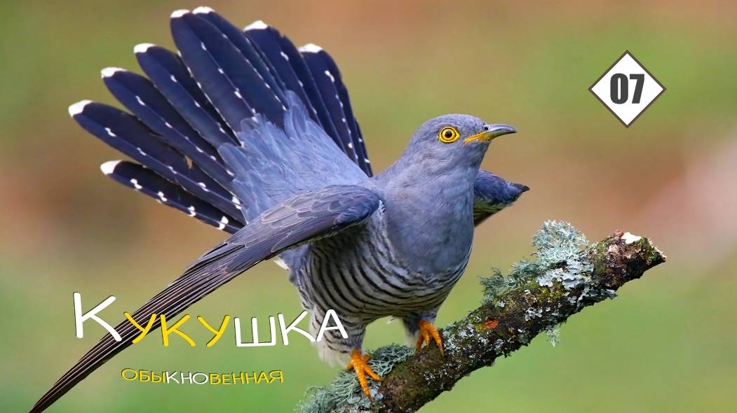 07_Кукушка обыкновенная