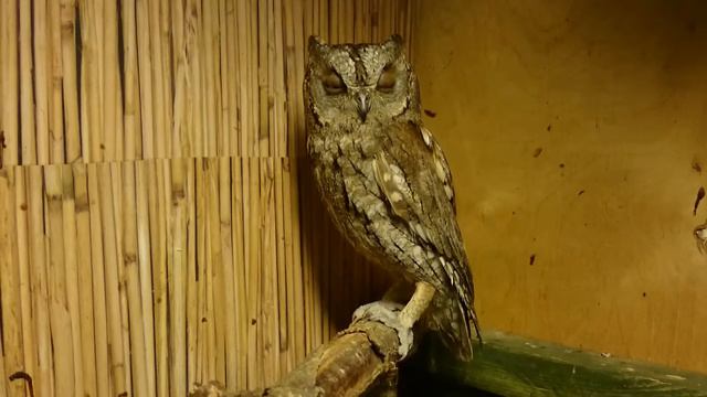 Сплюшка Нео смотреть онлайн