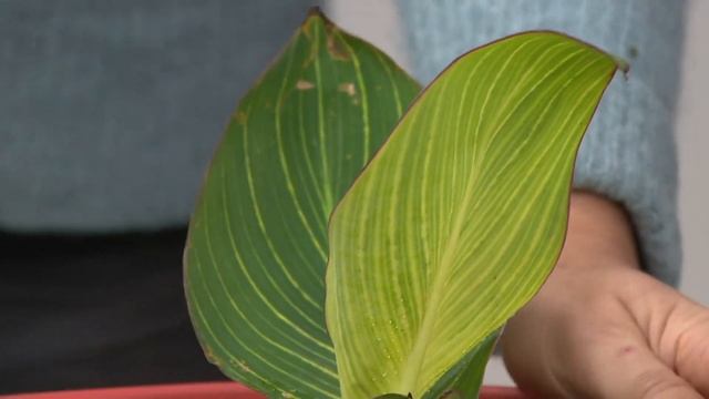 Roberta's 4-Piece Bengal Tiger Canna on QVC смотреть онлайн