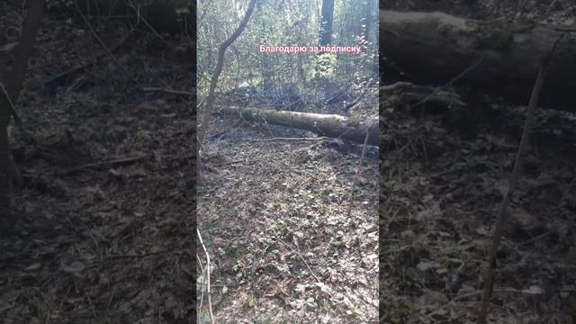 Живу в лесу | ПОДМОСКОВЬЕ: ОТДЫХ С ПАЛАТКОЙ В ЛЕСУ | Поход на таинственное озеро #travel #пвд #отды