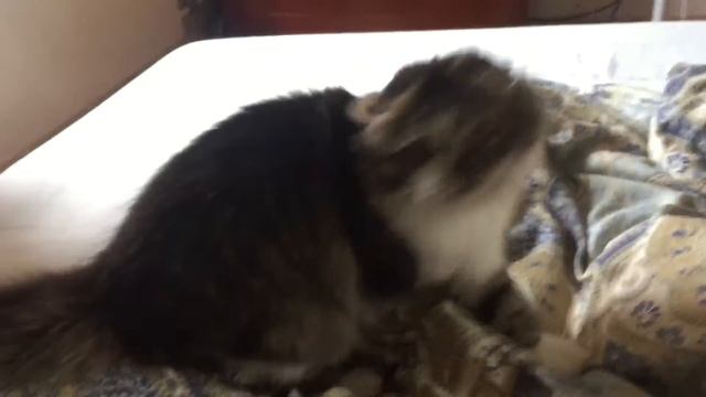 Мой котёнок смотреть онлайн