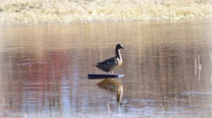 Охота на весеннего селезня с чубарыми подсадными утками!