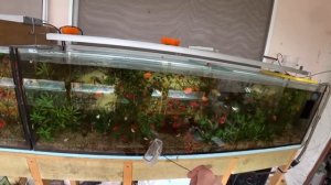 Будни Аквариумиста. Приехали лотки с трубочником. Почистил аквариумы. Самец потрепал самку Гурами